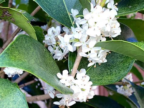 銀桂花|ギンモクセイ（桂花）の特徴や育て方、香りの印象や。